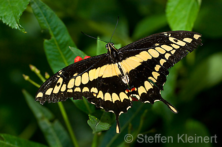 164 Koenigs-Page - Papilio thoas